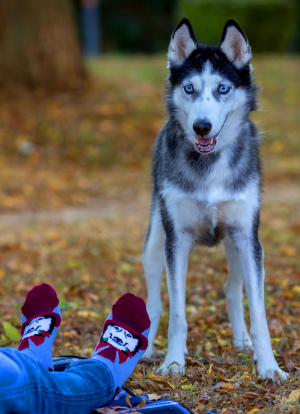 Arty Socks чорапи с Хъски
