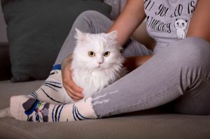 Arty Socks чорапи с Персийска Котка