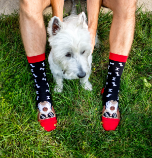 Arty Socks чорапи с Фокс Териер