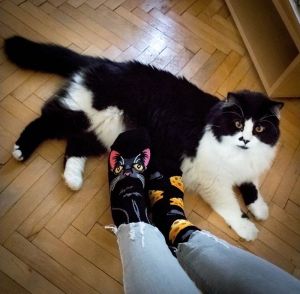 Arty Socks чорапи с Черна Котка