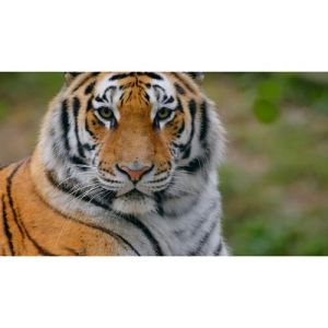 SanDisk Карта памет Extreme Pro SDXC 64GB 300MB/s & 300Mb/s Class 10 V90 UHS-II